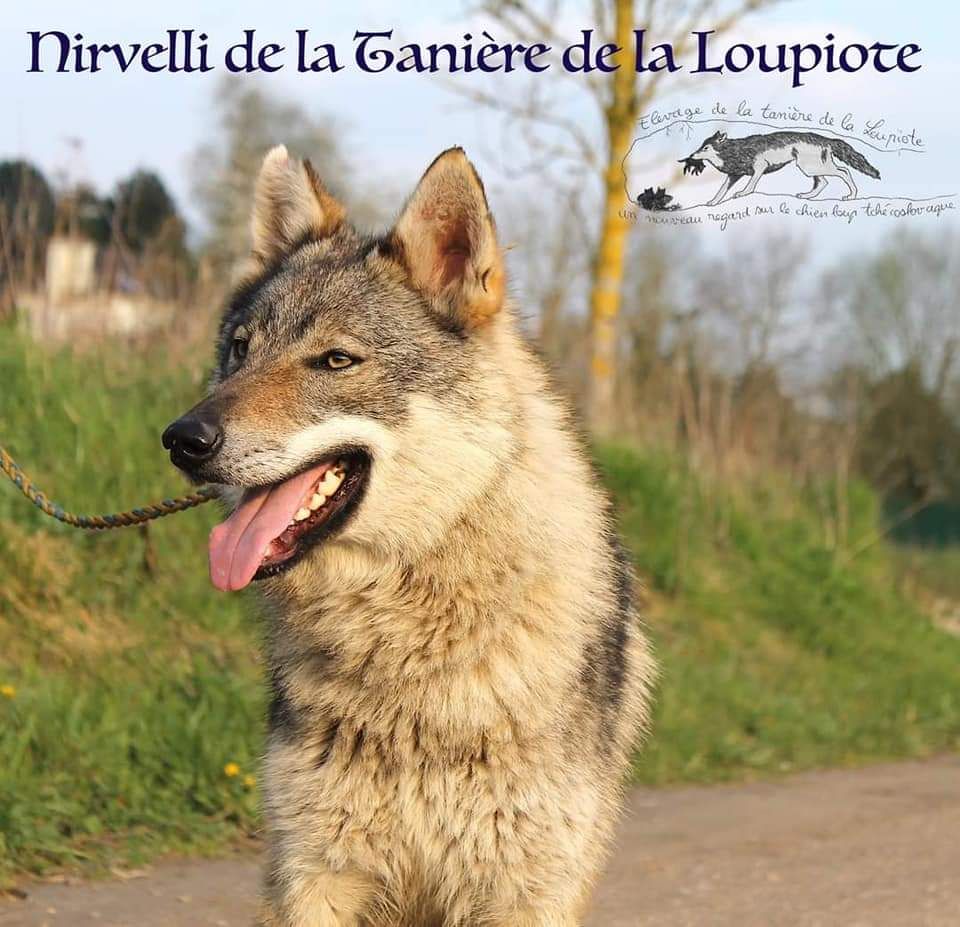 Les Chien-loup tchecoslovaque de l'affixe De La Tanière De La Loupiote