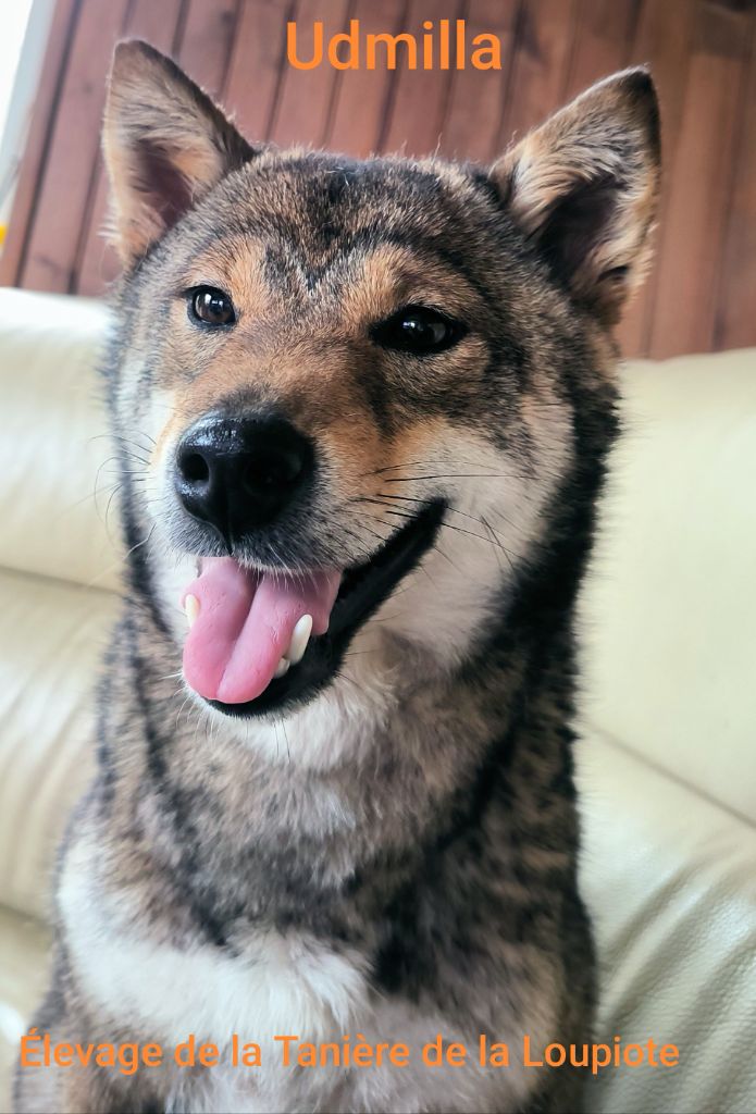 Les Shiba de l'affixe De La Tanière De La Loupiote