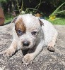  - Chiots Australian Cattle dog disponibles fin août 2024