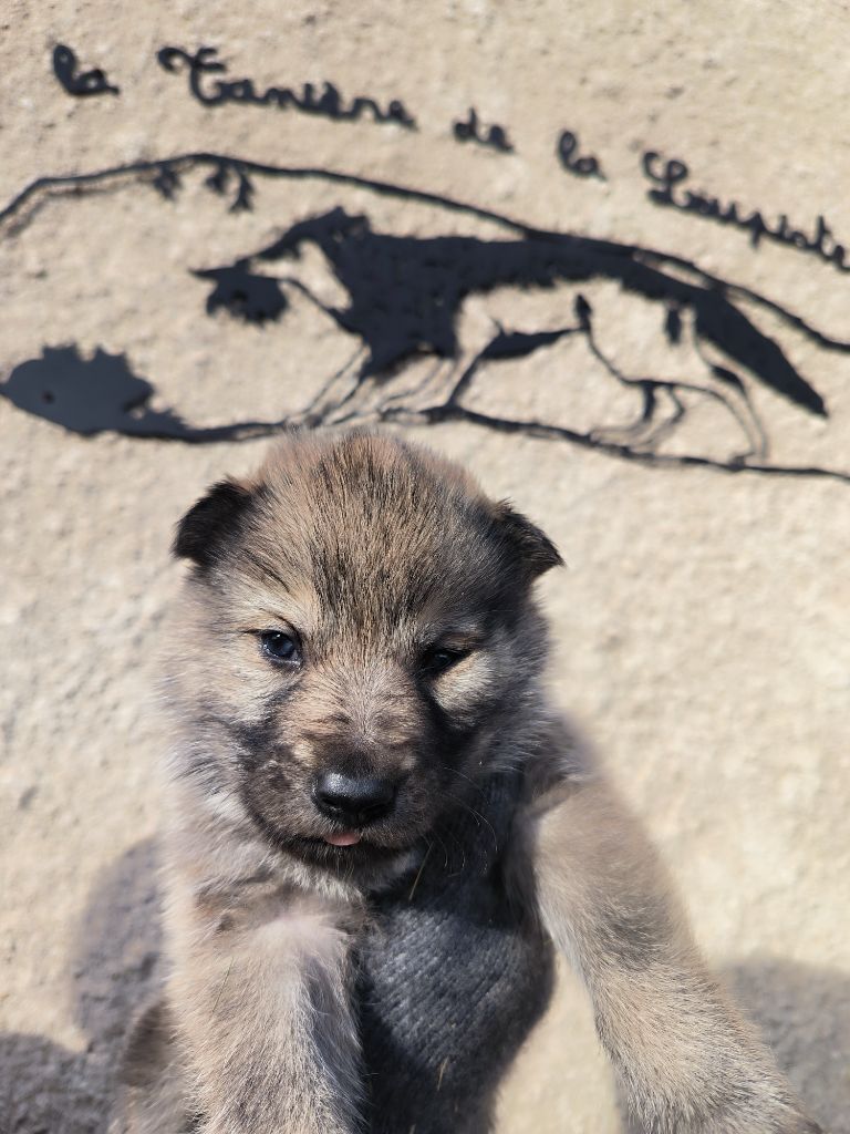 De La Tanière De La Loupiote - Chiot disponible  - Chien-loup tchecoslovaque