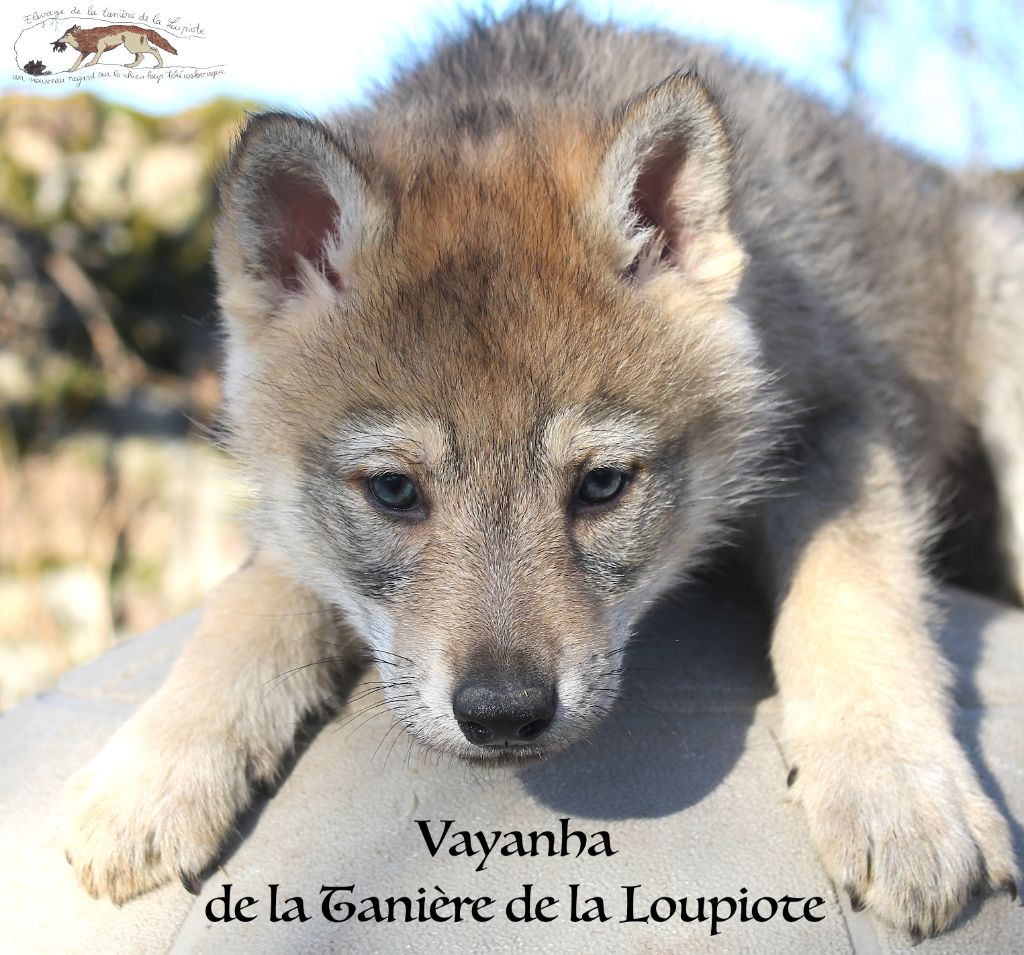 De La Tanière De La Loupiote - Chiot disponible  - Chien-loup tchecoslovaque