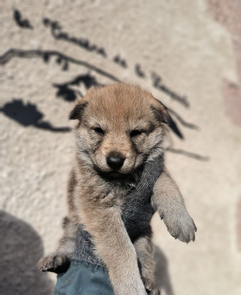 chiot Chien-loup tchecoslovaque De La Tanière De La Loupiote