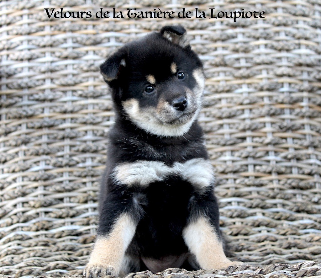 chiot Shiba De La Tanière De La Loupiote