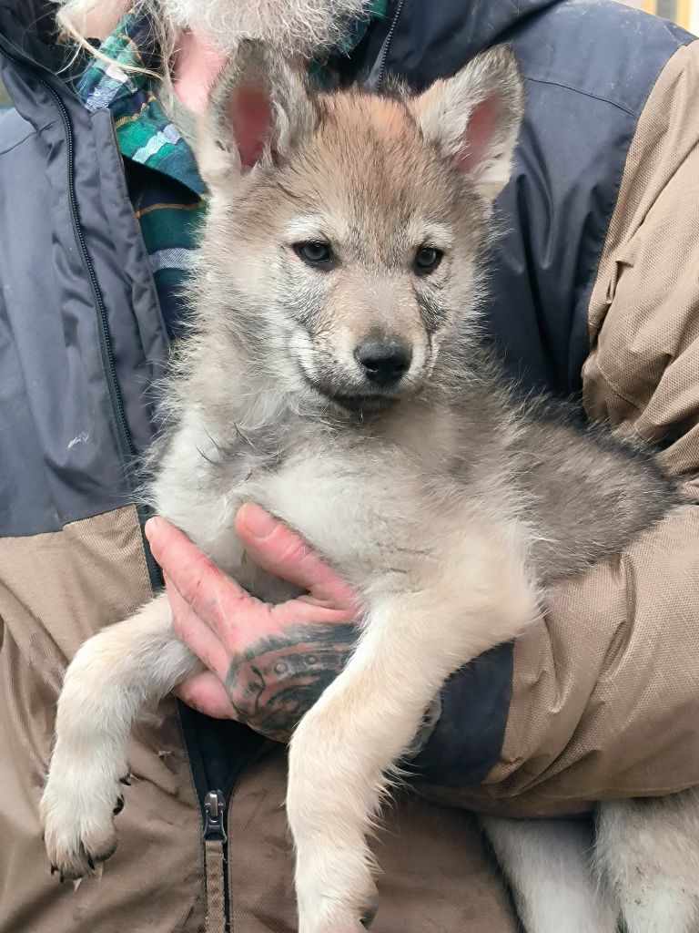 De La Tanière De La Loupiote - Chiot disponible  - Chien-loup tchecoslovaque