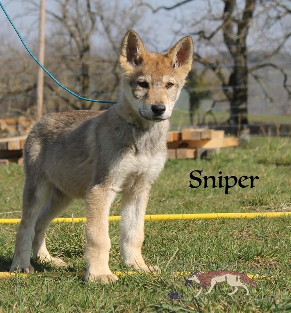 chiot Chien-loup tchecoslovaque De La Tanière De La Loupiote