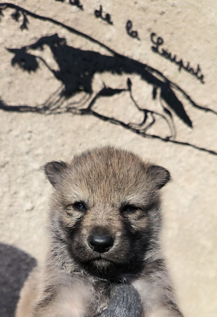 De La Tanière De La Loupiote - Chiot disponible  - Chien-loup tchecoslovaque