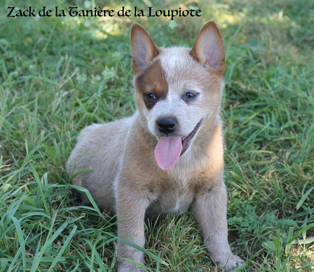 De La Tanière De La Loupiote - Chiot disponible  - Bouvier australien