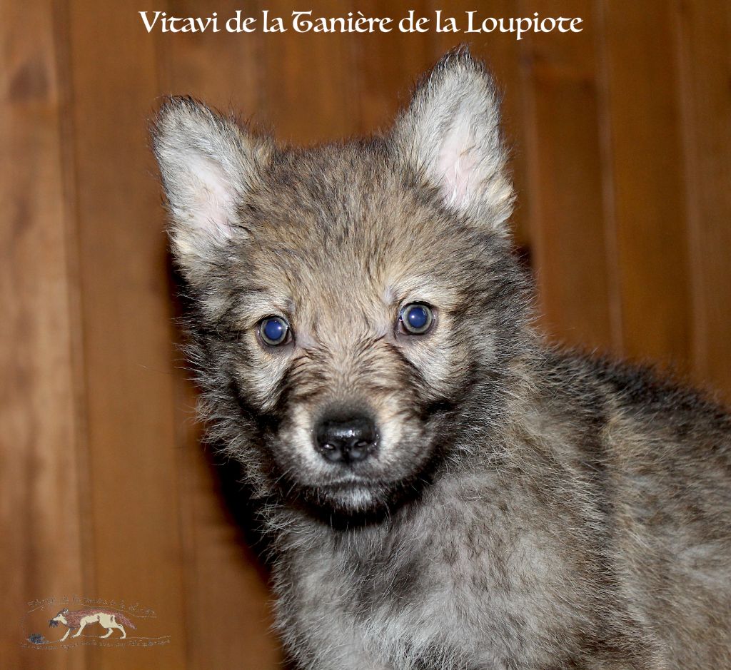 De La Tanière De La Loupiote - Chiot disponible  - Chien-loup tchecoslovaque