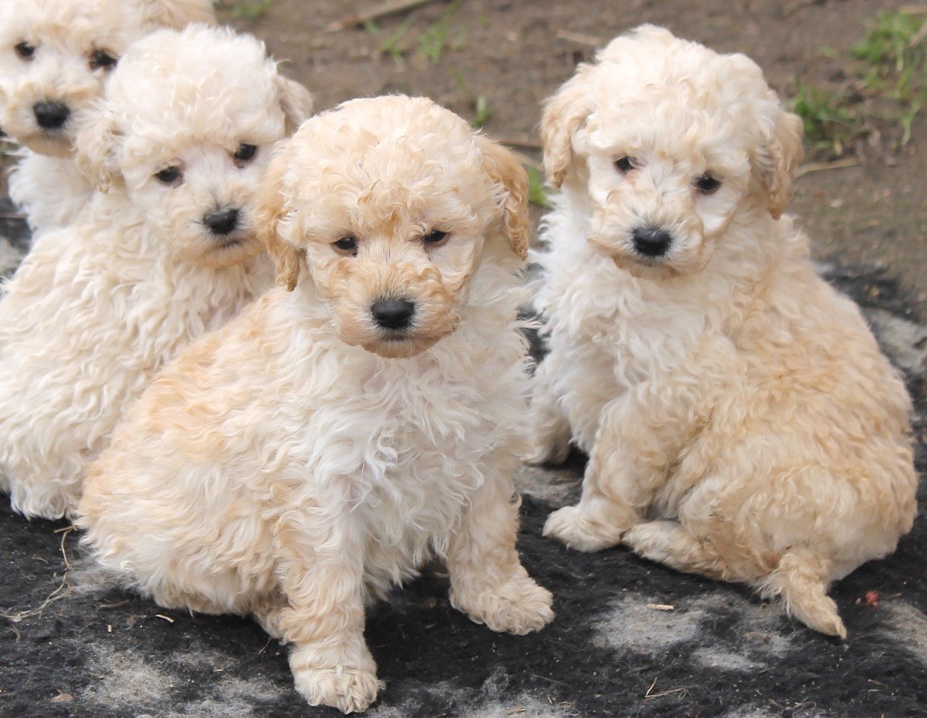 chiot Caniche De La Tanière De La Loupiote