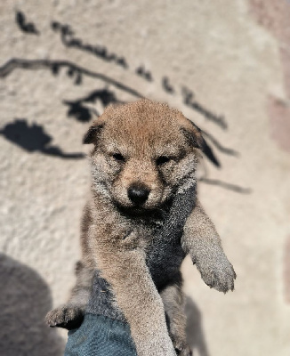 De La Tanière De La Loupiote - Chien-loup tchecoslovaque - Portée née le 30/12/2024