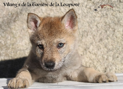 De La Tanière De La Loupiote - Chien-loup tchecoslovaque - Portée née le 27/11/2024