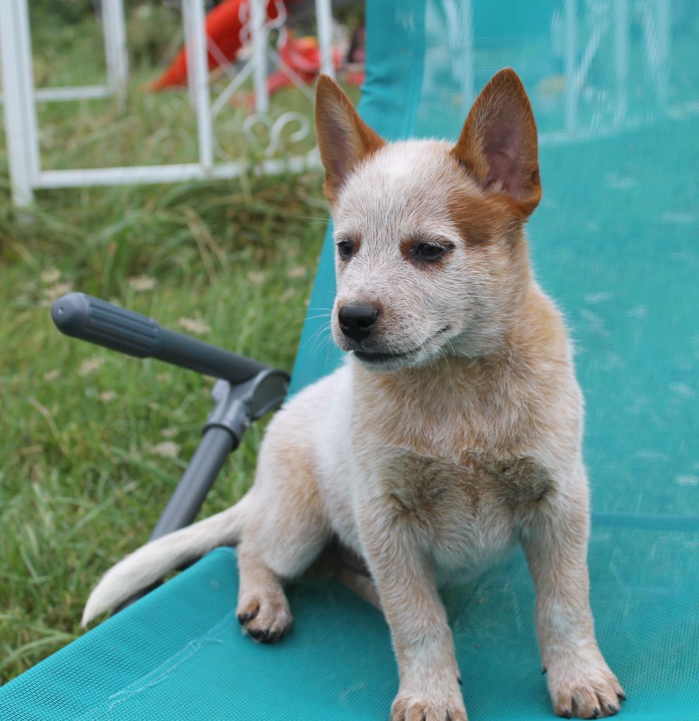 chiot Bouvier australien De La Tanière De La Loupiote