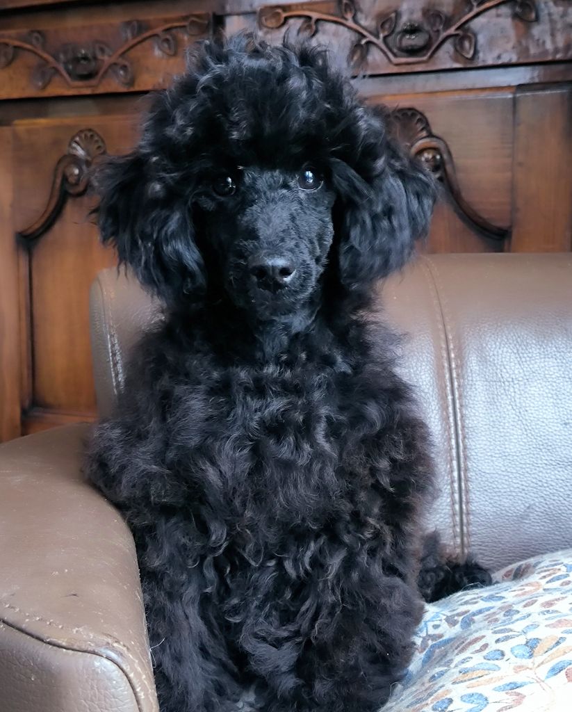 chiot Caniche De La Tanière De La Loupiote