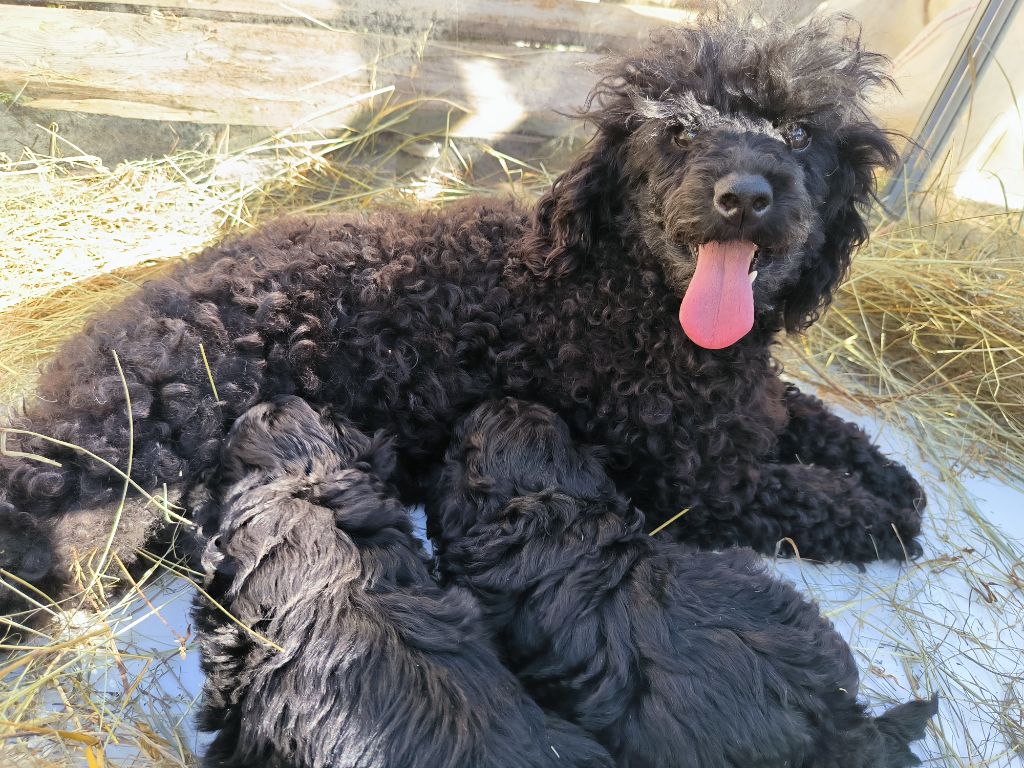 chiot Caniche De La Tanière De La Loupiote