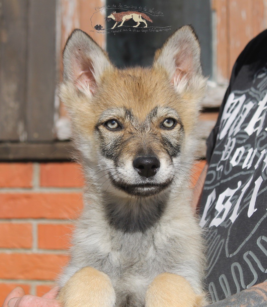 chiot Chien-loup tchecoslovaque De La Tanière De La Loupiote