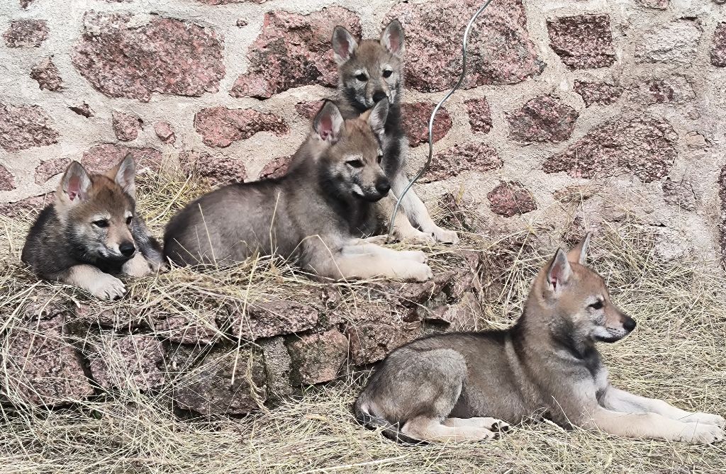 chiot Chien-loup tchecoslovaque De La Tanière De La Loupiote