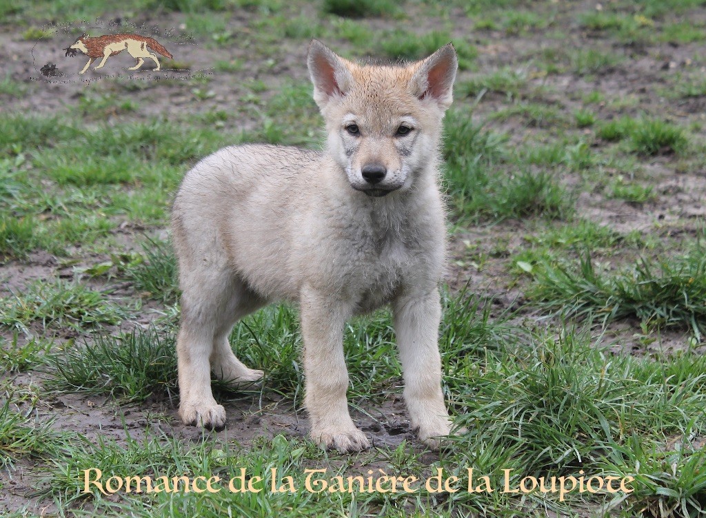 chiot Chien-loup tchecoslovaque De La Tanière De La Loupiote