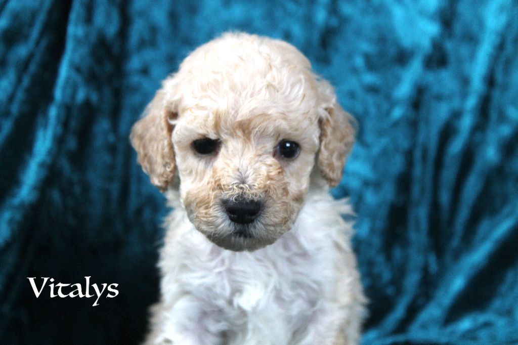 De La Tanière De La Loupiote - Chiot disponible  - Caniche