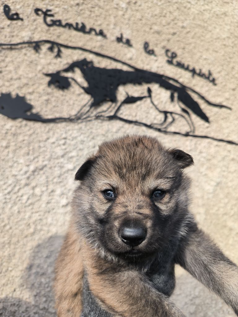 De La Tanière De La Loupiote - Chiot disponible  - Chien-loup tchecoslovaque