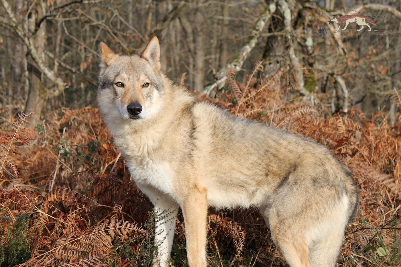 Kirk.t.james  lo spirito del lupo