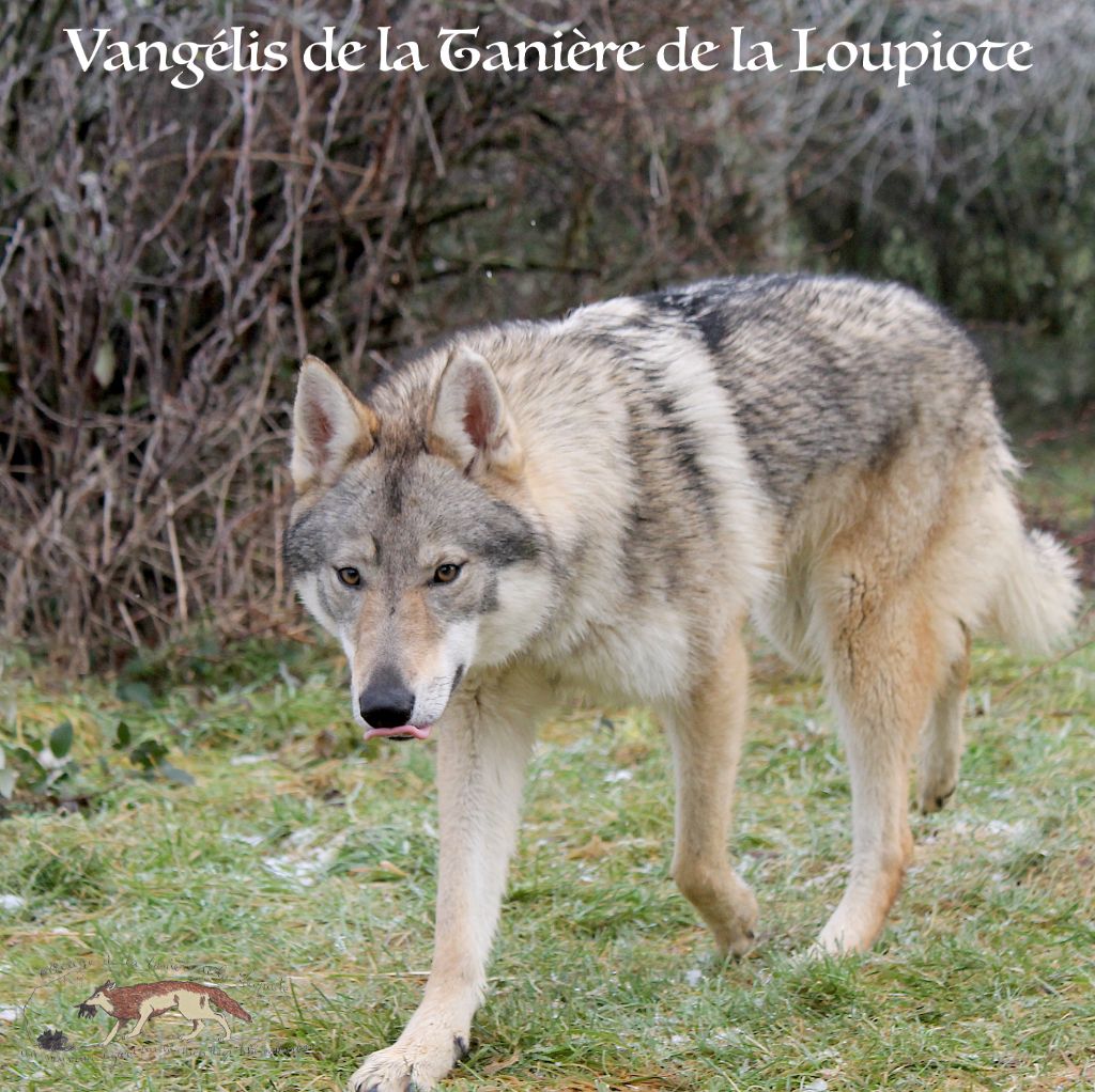 Vangelis De La Tanière De La Loupiote