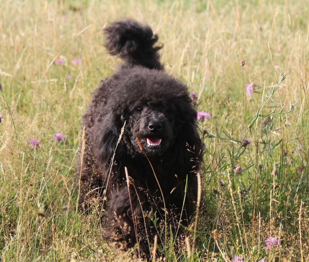 Sweetly du Loup au Grand Coeur