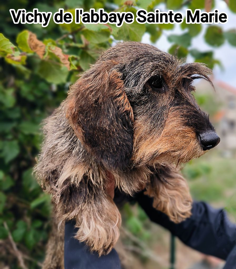 Vichy De l'abbaye sainte marie