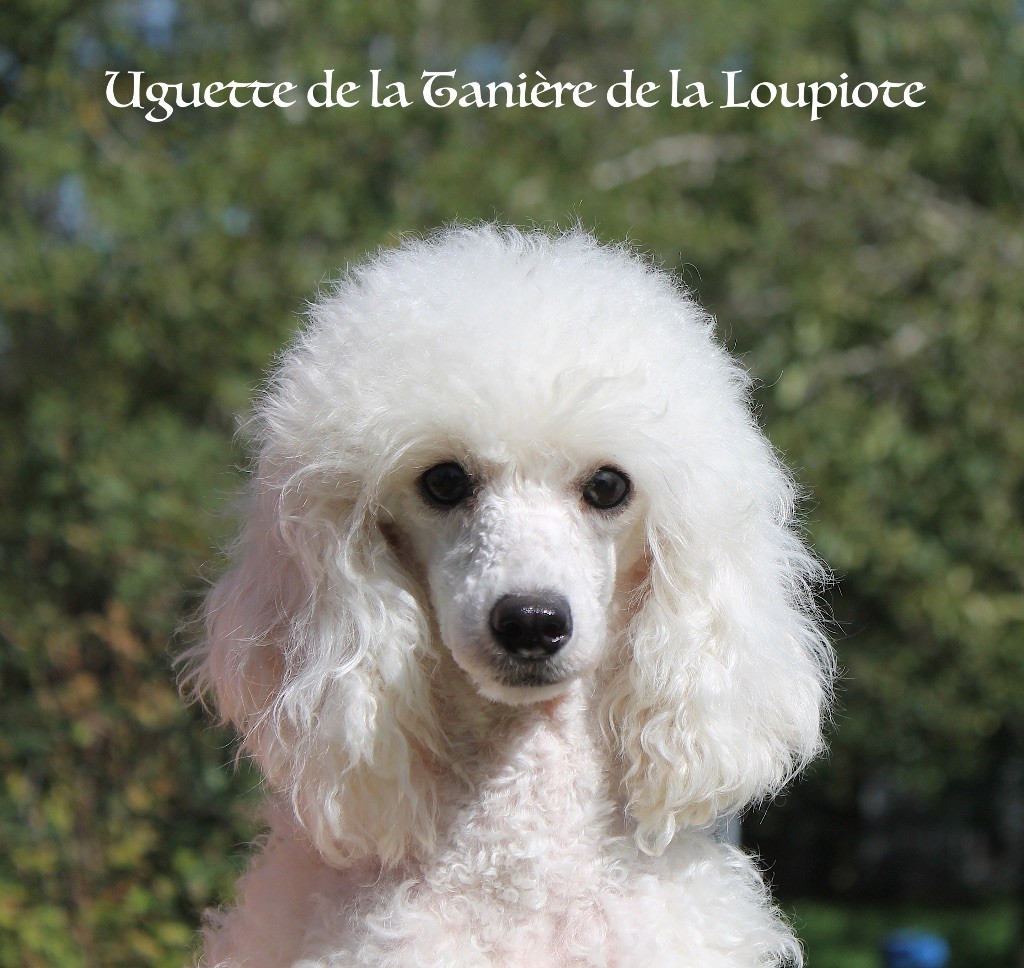 Uguette De La Tanière De La Loupiote