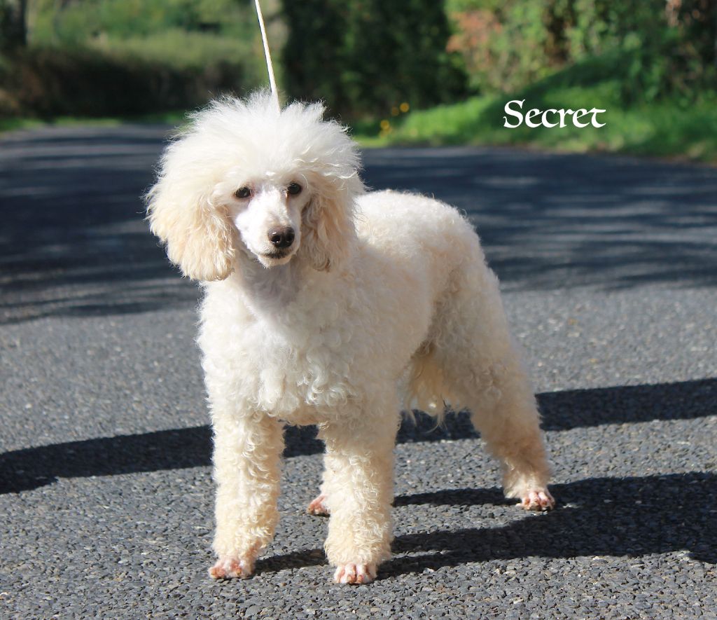 Secret blanc du bois de Morchène