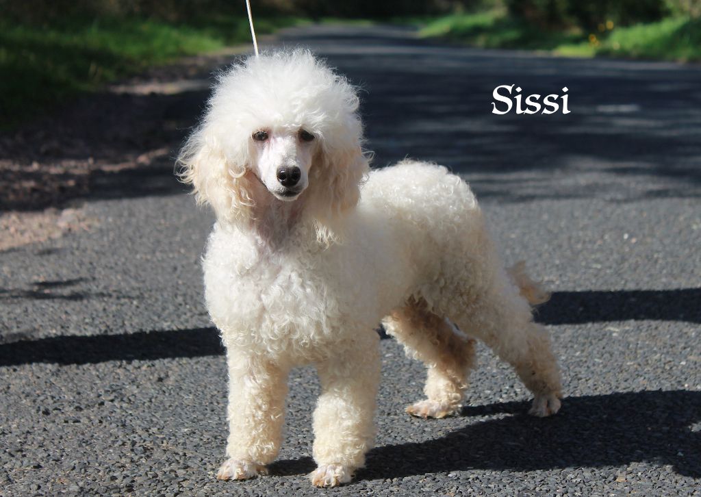 Sissi De la butte domfrontaise