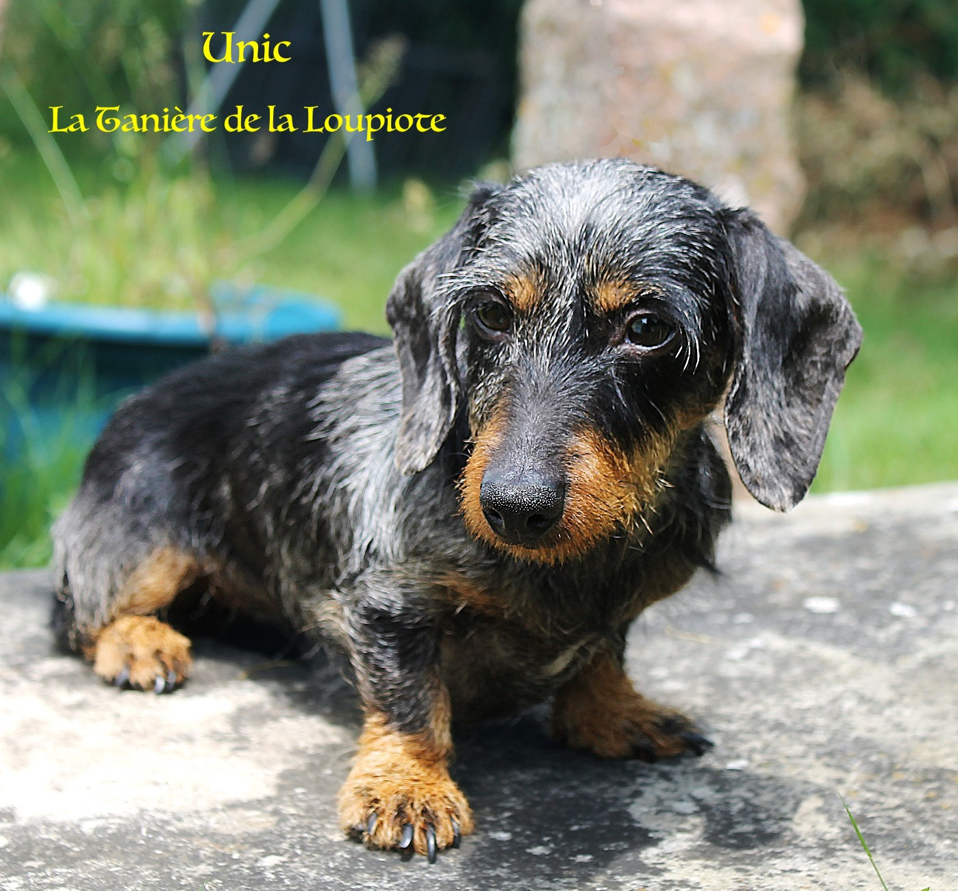 Unic Des Terriers De La Sauldraie