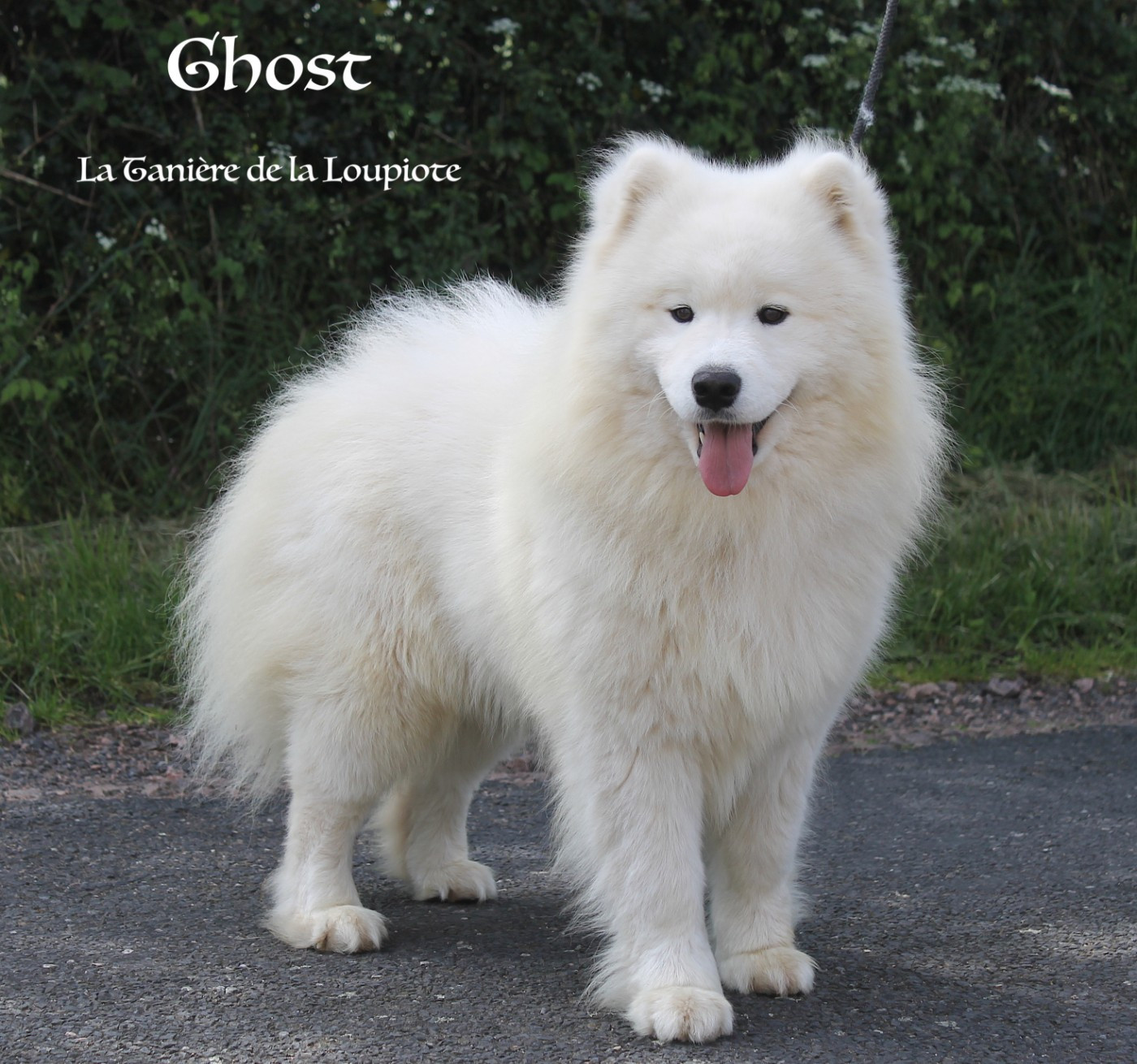 Ushuaia Ghost des Bout'choux du Forez