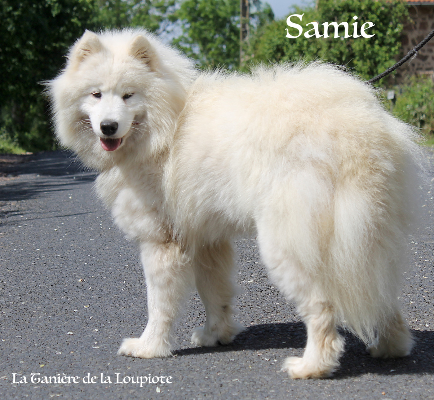 Ulotte dite Samie (Sans Affixe)
