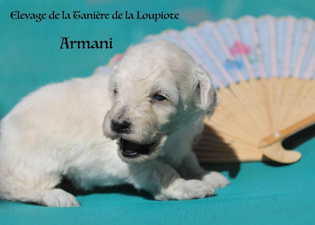 De superbes chiots nains disponibles mi août