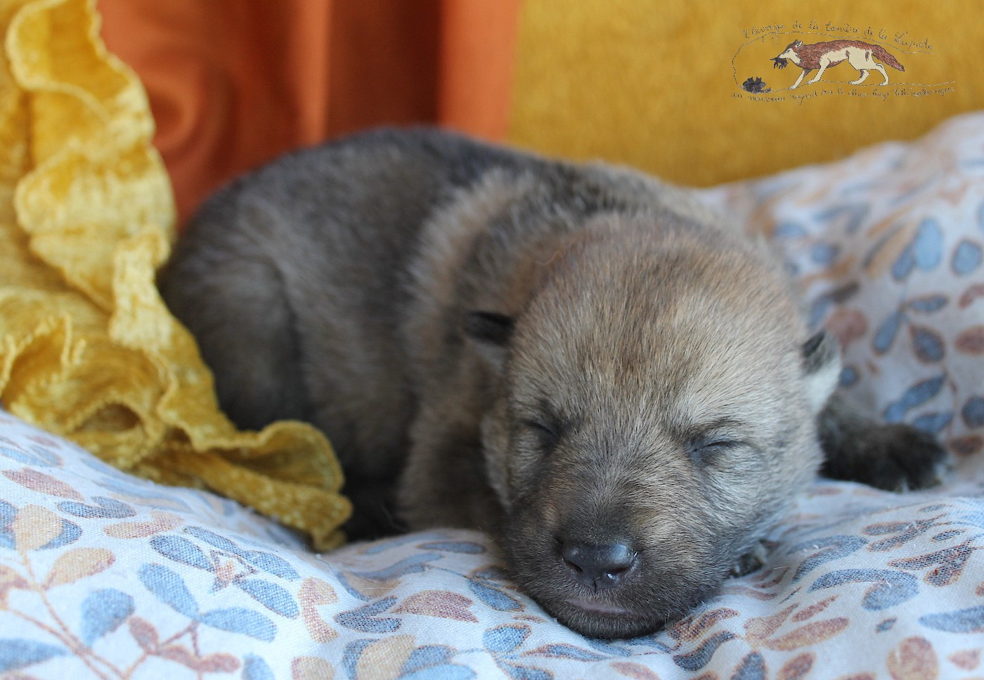 Une femelle née le 3 janvier 2026 est encore à réserver