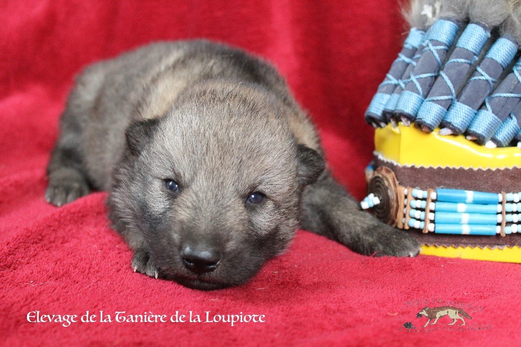 De superbes chiots lupoides à réserver 