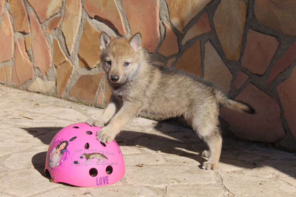 De superbes chiots lupoides à réserver 