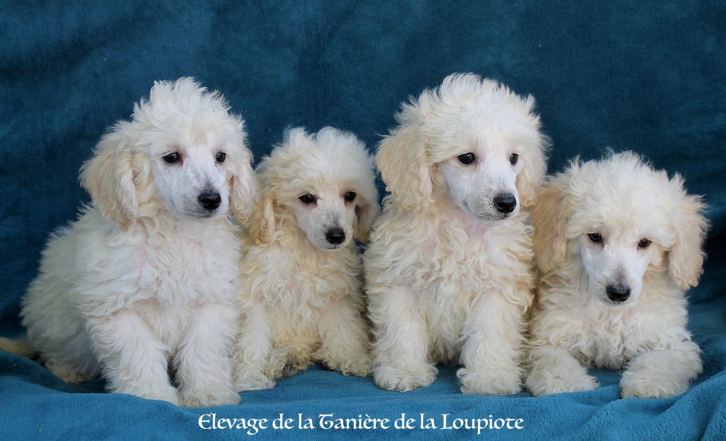 chiots nains disponibles le 10 septembre 2025