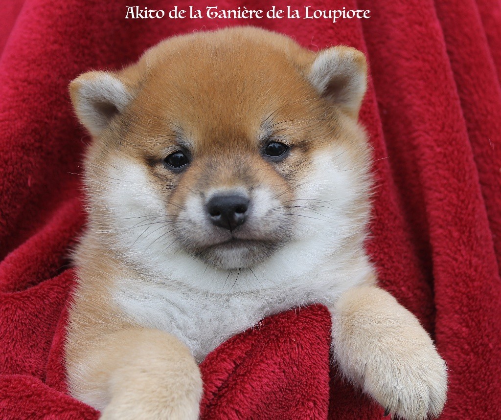 chiots SHIBA INU disponibles le 4 Novembre 2025 