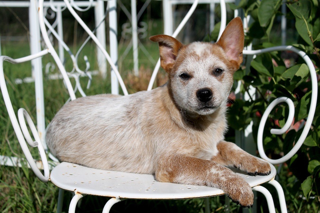Mâle rouge dispo de suite