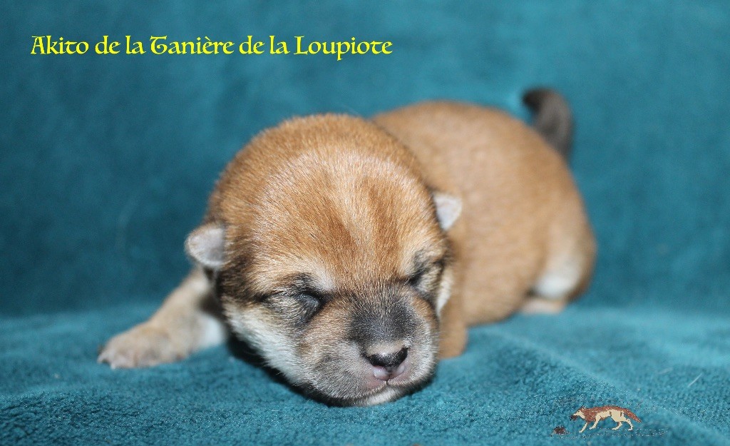 chiots disponibles le 1er Novembre 2025 