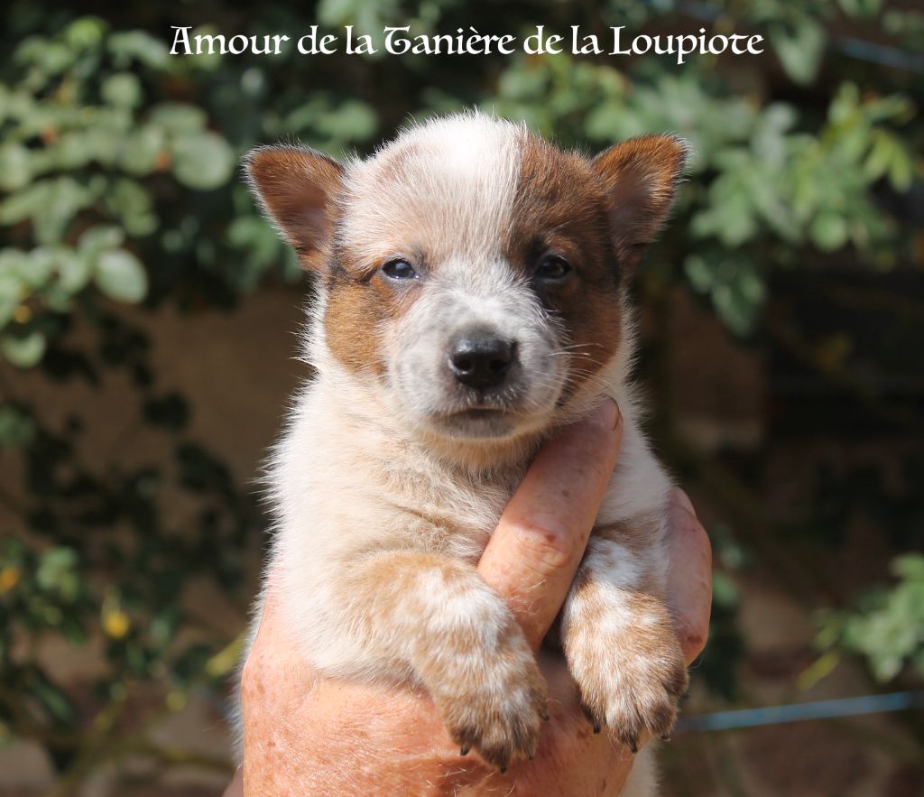 Chiots LOF disponibles le 15 septembre 2025