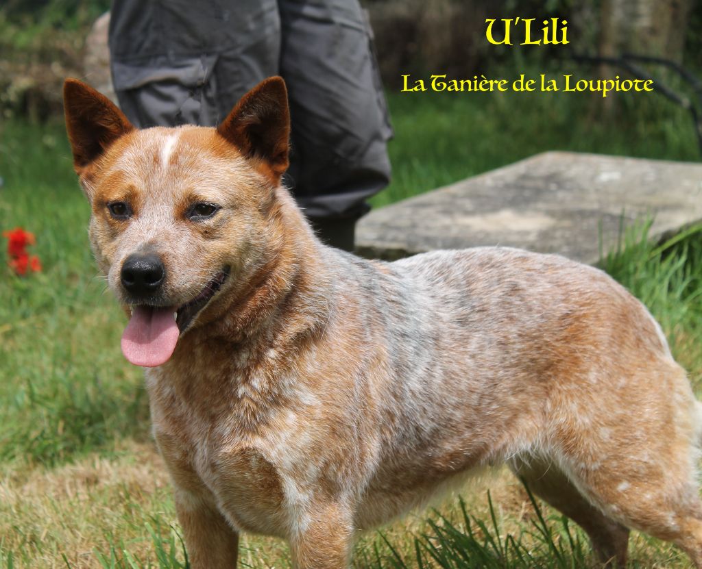 De La Tanière De La Loupiote - Des chiots sont à réserver dès à présent !