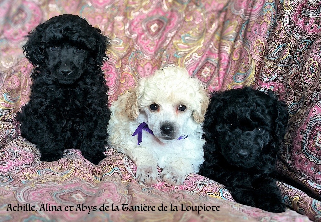 chiots petits nains dispo le 21 octobre