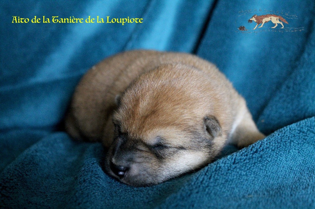 De La Tanière De La Loupiote - Chiots disponibles - Shiba