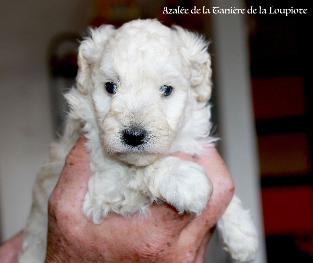 De La Tanière De La Loupiote - Chiots disponibles - Caniche