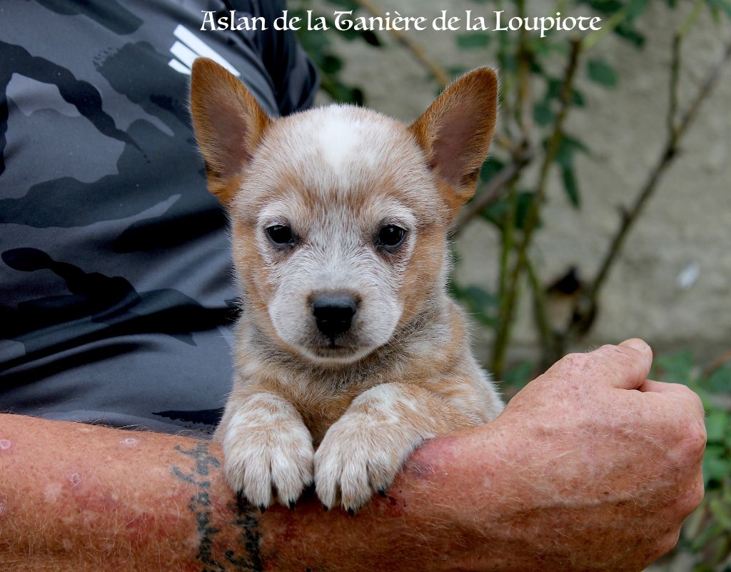 Chiot Bouvier australien De La Tanière De La Loupiote