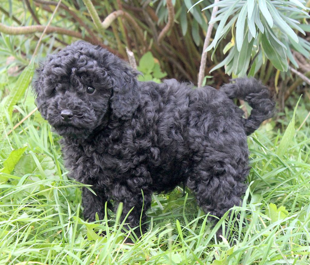 Chiot Caniche De La Tanière De La Loupiote