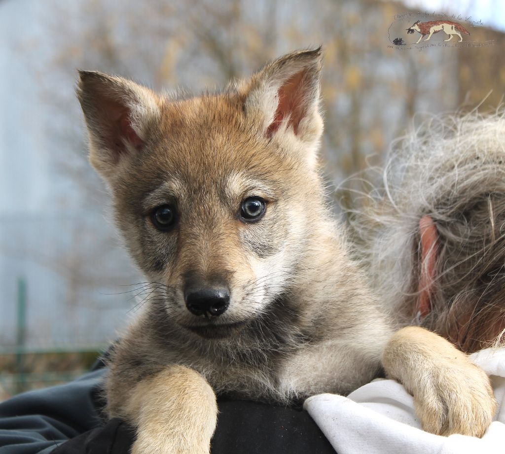 De La Tanière De La Loupiote - Chiots disponibles - Chien-loup tchecoslovaque