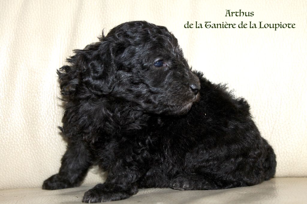 De La Tanière De La Loupiote - Chiots disponibles - Caniche